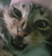 a close up of a cat 's face with a pink background