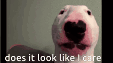 a bull terrier is looking at the camera with the words `` does it look like i care '' written on the bottom .