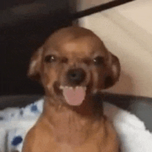 a brown dog is sticking its tongue out while sitting on a bed .