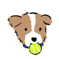 a brown and white dog holding a tennis ball in its mouth