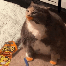 a cat is eating a bag of cheetos .