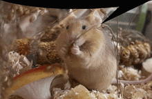 a close up of a mouse eating a mushroom in a cage