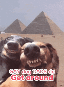 a picture of two dogs with the words gay dog dads do get around on the bottom
