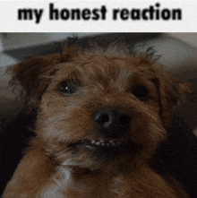 a close up of a dog with the words my honest reaction behind it