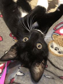 a black and white cat is laying on its back on a blanket