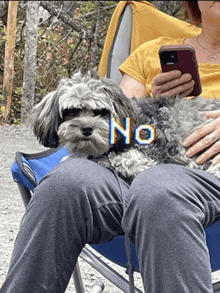 a person is holding a small dog with the word no written on it