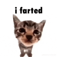 a cat with the words `` i farted '' written on it .