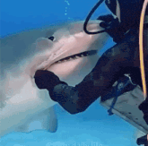 a scuba diver is touching a shark 's face in the ocean