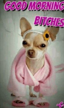 a chihuahua wearing a pink robe and slippers with the words good morning bitches above it