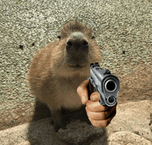 a capybara is pointing a gun at someone