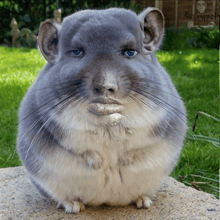 a gray and white chinchilla sitting on a rock with a sign in the background that says evaampoo