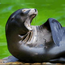 a seal with its mouth open laying on its back