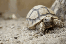 a small turtle is crawling on a pile of rocks .