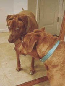 a brown dog wearing a blue collar is looking at itself in a mirror