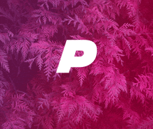 a pink background with a white letter p in the middle