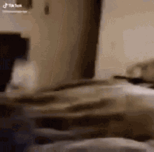 a blurred image of a cat laying on a bed with a tiktok logo in the corner