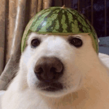 a dog with a watermelon on its head .