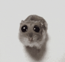 a hamster with big black eyes is standing on a white surface .