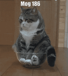 a cat is sitting in a glass bowl with the number 186 above it