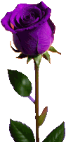 a single purple rose with green leaves is against a white background