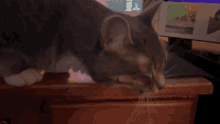 a cat laying on a desk with a book titled ' a brief history of the world ' on it