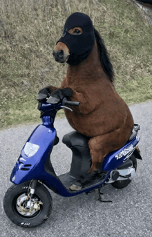 a horse wearing a balaclava is riding a scooter