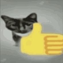 a black and white cat is giving a thumbs up .