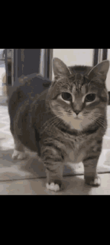 a gray and white cat is standing on its hind legs on a rug and looking at the camera .