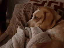 a dog laying on a couch with a blanket and a pillow with a greek key pattern