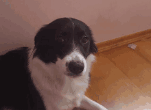 a black and white dog laying on a wood floor