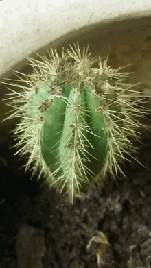 a close up of a cactus with a lot of thorns