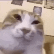 a close up of a cat 's face sitting on a table looking at the camera .