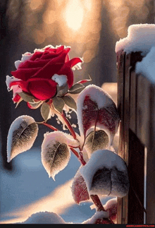 a red rose with snow on the leaves is leaning against a fence