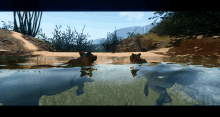 two hippos are swimming in a body of water with mountains in the background