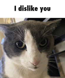 a gray and white cat with the words " i dislike you " below it