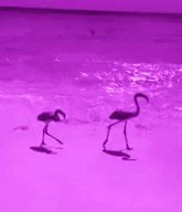 two flamingos are walking on the beach in a purple light .