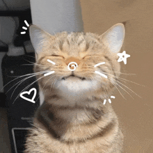 a close up of a cat 's face with drawings of hearts and stars around it