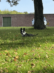 a black and white dog laying under a tree in the grass