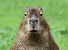 a close up of a capybara 's face looking at the camera