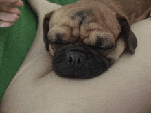 a brown pug dog laying on a person 's stomach