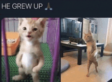 a kitten is standing on its hind legs in front of a purple fence .