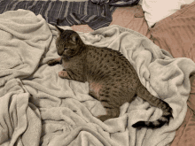 a cat laying on a bed with a blanket