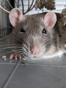 a close up of a rat in a cage