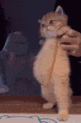 a person is measuring a kitten 's belly with a tape measure