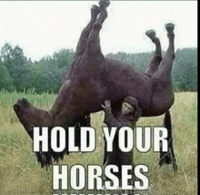 a man is holding a horse upside down in a field with the words `` hold your horses '' .