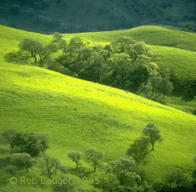 a lush green hillside covered in trees and grass .