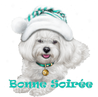 a small white dog wearing a santa hat and a collar with the words bonne soirée below it