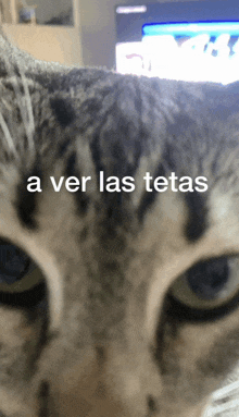 a close up of a cat with the words a ver las tetas on it