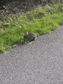 a small brown rabbit is sitting on the side of a road