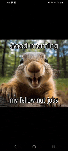 a picture of a squirrel with the words " good morning my fellow nut jobs "